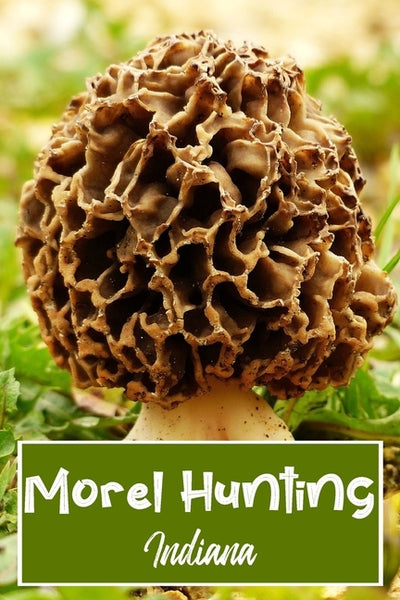 Morel Hunting Indiana: Logbook Tracking Notebook Gift for Morel Lovers, Hunters and Foragers. Record Locations, Quantity Found, Soil and Weat by Trails, Wandering